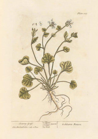 Elizabeth Blackwell - Scurvy grass.webp