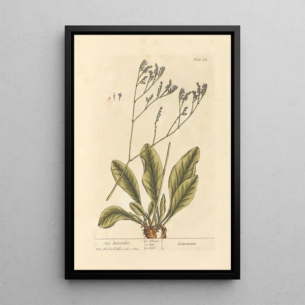 Elizabeth Blackwell - Sea lavender.webp