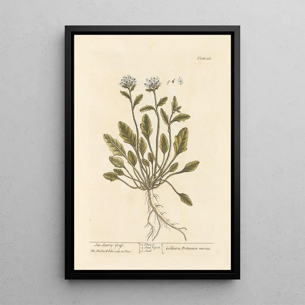 Elizabeth Blackwell - Sea scurvygrass.webp