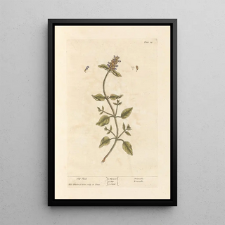 Elizabeth Blackwell - Self heal.webp