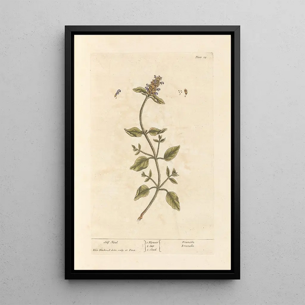 Elizabeth Blackwell - Self heal.webp