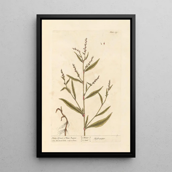 Elizabeth Blackwell - Sharp arsmart or water pepper.webp