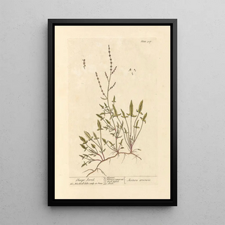 Elizabeth Blackwell - Sheeps sorrel.webp