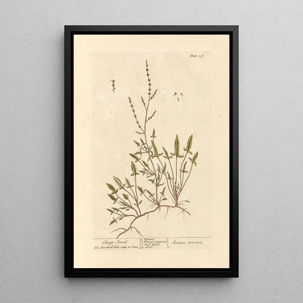Elizabeth Blackwell - Sheeps sorrel.webp