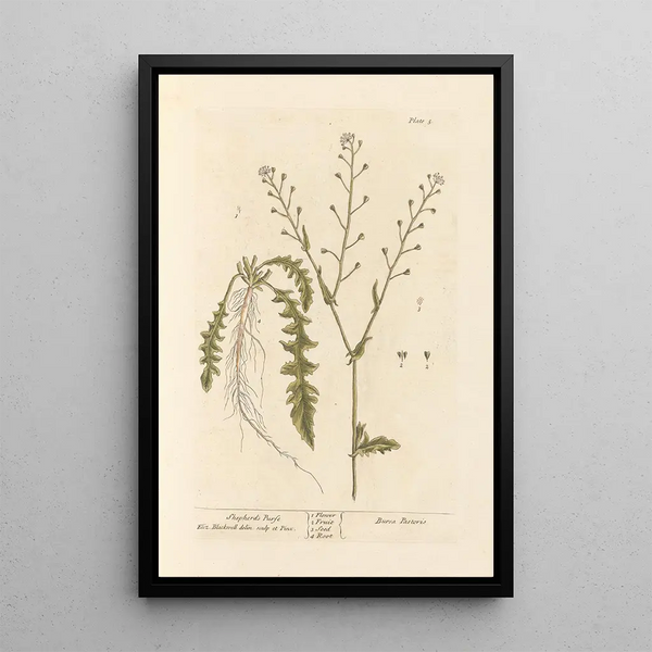 Elizabeth Blackwell - Shepherds purse.webp