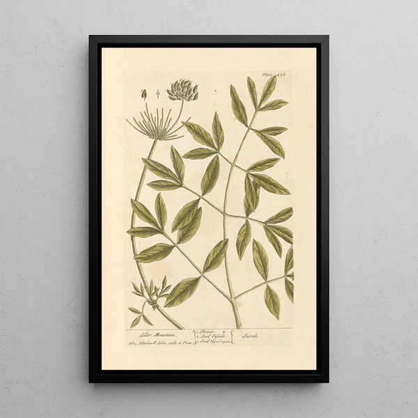 Elizabeth Blackwell - Siler mountain.webp