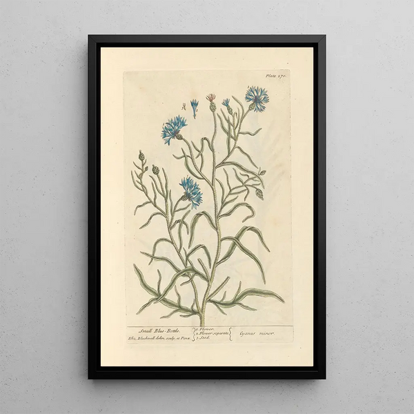 Elizabeth Blackwell - Small bluebottle.webp