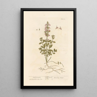 Elizabeth Blackwell - Small germander.webp