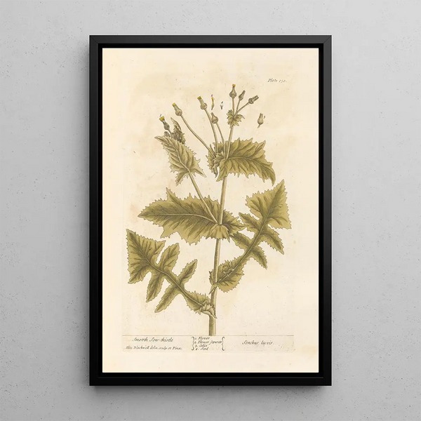 Elizabeth Blackwell - Smooth sowthistle.webp