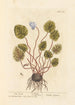 Cyclamen - Elizabeth Blackwell — vista dell’opera