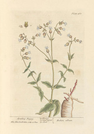 Elizabeth Blackwell - Spatling poppy.webp