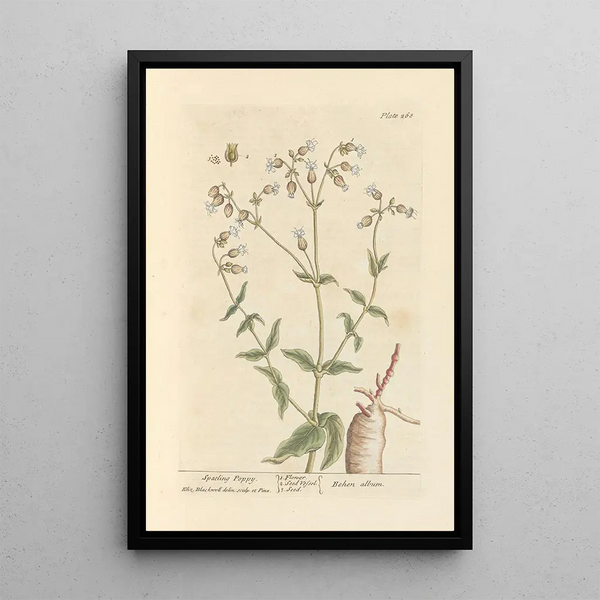 Elizabeth Blackwell - Spatling poppy.webp