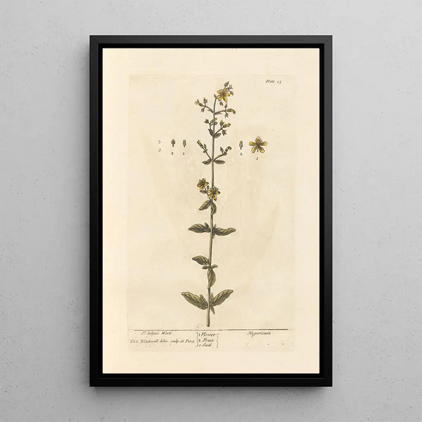 Elizabeth Blackwell - St Johns wort.webp
