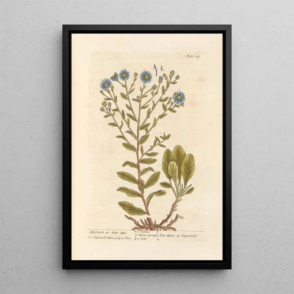 Elizabeth Blackwell - Starwort or aster attic.webp