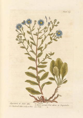 Elizabeth Blackwell - Starwort or aster attic.webp