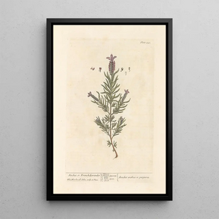 Elizabeth Blackwell - Stechas or French lavender.webp