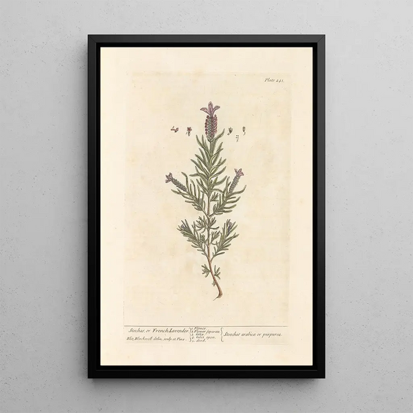 Elizabeth Blackwell - Stechas or French lavender.webp