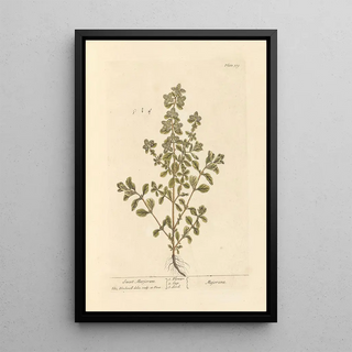 Elizabeth Blackwell - Sweet marjoram.webp