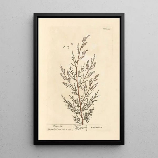 Elizabeth Blackwell - Tamarisk.webp