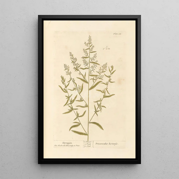 Elizabeth Blackwell - Tarragon.webp