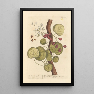 Elizabeth Blackwell - The India berry tree.webp