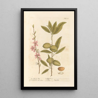 Elizabeth Blackwell - The almond tree.webp