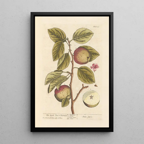 Elizabeth Blackwell - The apple tree or pearmain.webp