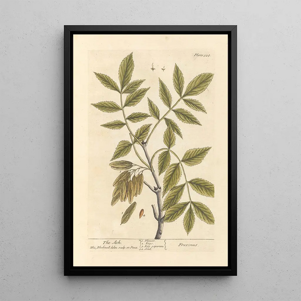 Elizabeth Blackwell - The ash.webp