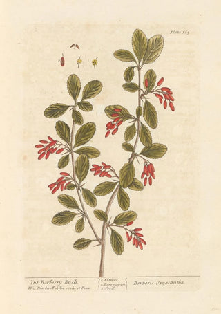 Elizabeth Blackwell - The barberry bush.webp