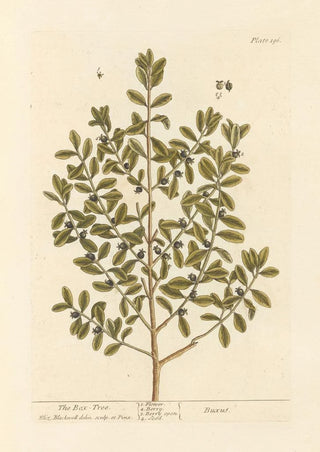 Elizabeth Blackwell - The box tree.webp