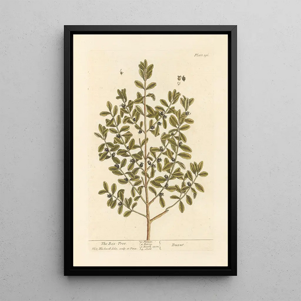 Elizabeth Blackwell - The box tree.webp