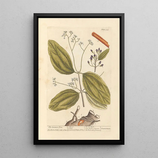Elizabeth Blackwell - The cinamon tree.webp