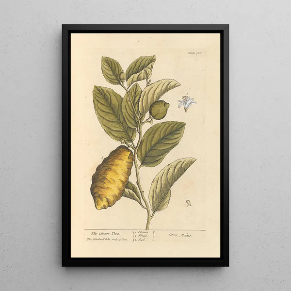 Elizabeth Blackwell - The citron tree.webp
