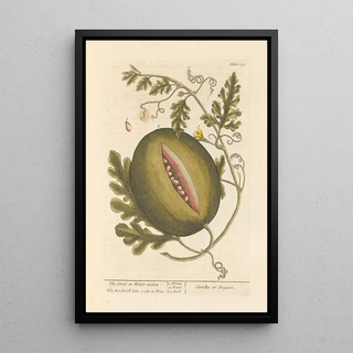 Elizabeth Blackwell - The citrul or watermelon.webp