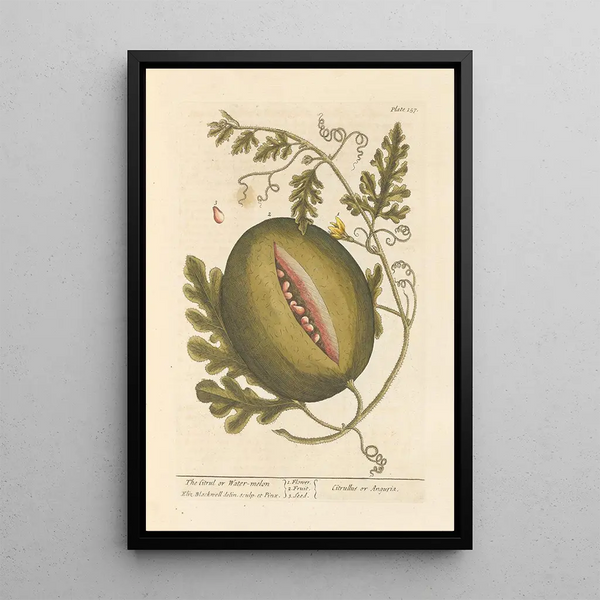Elizabeth Blackwell - The citrul or watermelon.webp