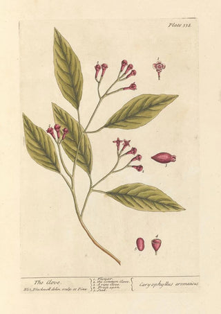 Elizabeth Blackwell - The clove.webp
