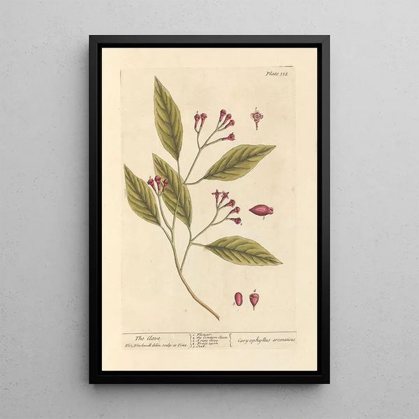 Elizabeth Blackwell - The clove.webp