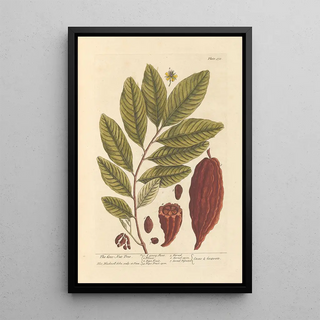 Elizabeth Blackwell - The coco nut tree.webp