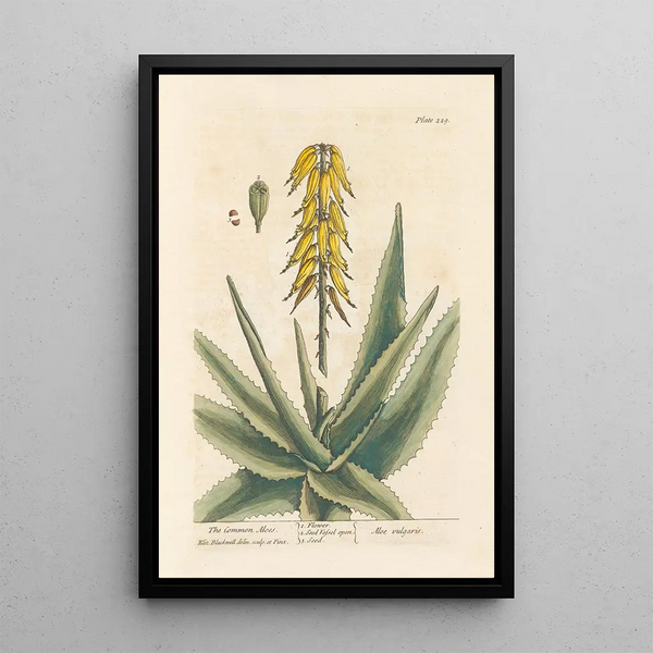 Elizabeth Blackwell - The common aloes.webp
