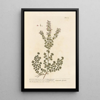 Elizabeth Blackwell - The common calamint of the shops.webp