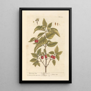 Elizabeth Blackwell - The cornel tree.webp