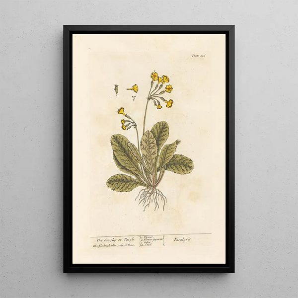 Elizabeth Blackwell - The cowslip or paigle.webp