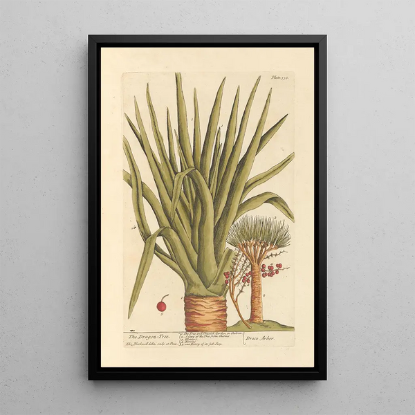 Elizabeth Blackwell - The dragon tree.webp