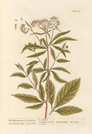 Elizabeth Blackwell - The eupatorium of avicenna.webp
