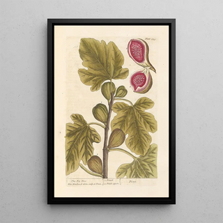 Elizabeth Blackwell - The fig tree.webp