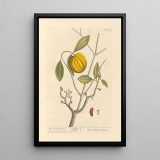 Elizabeth Blackwell - The gombooge tree.webp