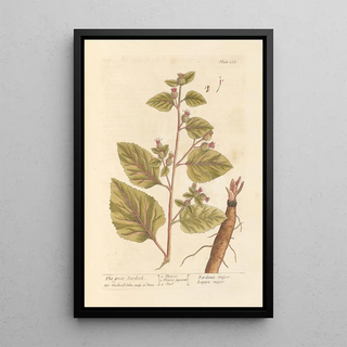 Elizabeth Blackwell - The great burdock.webp