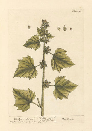 Elizabeth Blackwell - The lesser burdock.webp