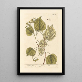 Elizabeth Blackwell - The lime tree.webp