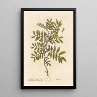 Elizabeth Blackwell - The mastich or lentisk tree.webp